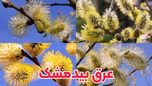 عرق بیدمشک