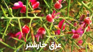 عرق خارشتر