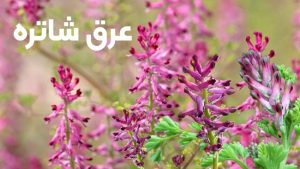 عرق شاتره