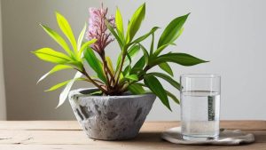 عرق شیرین بیان گلاب و عرقیات سولین