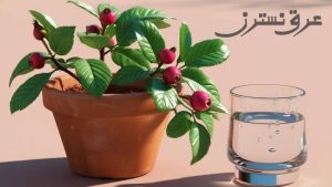 عرق نسترن فروشگاه گلاب و عرقیات سولین