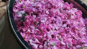 گلاب 24 عیار