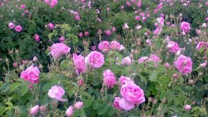 گلاب شیشه ای دو آتیشه سولین
